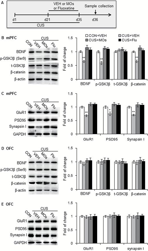 Morinda officinalis oligosaccharides (MOs) rescued abnormalities in the brain-derived neurotrophic factor (BDNF)-glycogen synthase kinase-3β (GSK-3β) -3β-β-catenin pathway and synaptic protein deficits that were induced by chronic unpredictable stress (CUS) in the medial prefrontal cortex (mPFC). (A) Timeline of CUS exposure and sample collection (n = 8/group). (B, D) Representative Western blots and levels of BDNF, p-Ser9-GSK-3β, t-GSK-3β, and β-catenin in the mPFC (B) and orbitofrontal cortex (OFC) (D) in rats. (C, E) Representative Western blots and levels of synaptic proteins in the mPFC (C) and OFC (E) in rats. The data are expressed as mean ± SEM. *P<.05, **P<.001, compared with control (CON) group. SPT, sucrose preference test; VEH, vehicle.