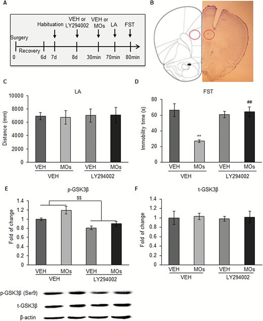 Activation of glycogen synthase kinase-3β (GSK-3β) reversed the antidepressant-like effect of Morinda officinalis oligosaccharides (MOs) in the forced swim test (FST). (A) Timeline of the experimental procedure. Rats were bilaterally implanted with cannulas in the prelimbic cortex and microinjected with the phosphoinositide-3 kinase (PI3K) inhibitor LY294002 before MOs administration, followed by the behavioral tests (n = 8–9/group). (B) Microinjection sites in the medial prefrontal cortex (mPFC). (C) Locomotor activity test. (D) Forced swim test (FST). (E) Expression of p-Ser9-GSK-3β. (F) Expression of t-GSK-3β. The data are expressed as mean ± SEM. **P<.01, compared with vehicle (VEH)+VEH group; ##P<.01, compared with VEH+MOs group; $$P<.01, main effect of LY294002 on phosphorylated GSK-3β levels. CON, control; LA, locomotor activity test.