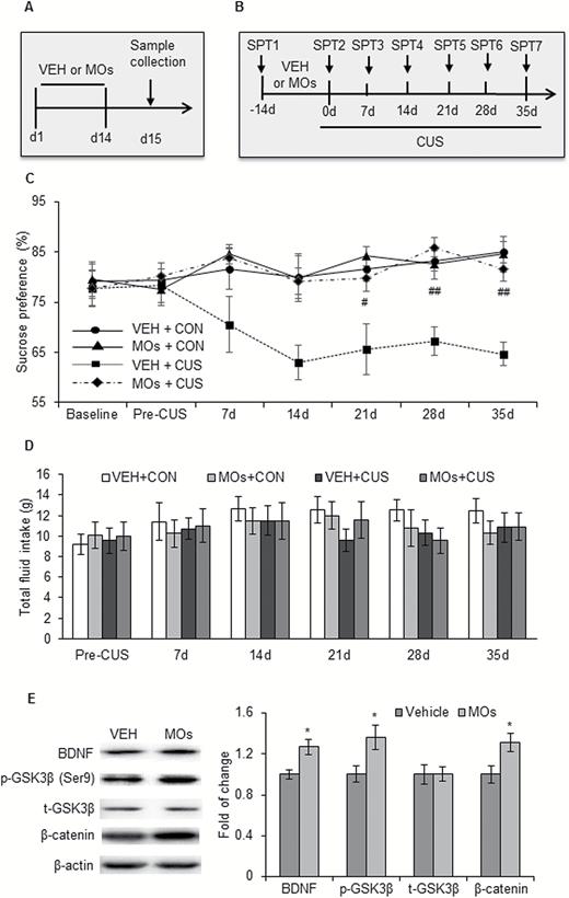 Morinda officinalis oligosaccharides (MOs) enhanced the resilience to stress. (A) Timeline of MOs administration and sample collection (n = 8–9/group). (B) Timeline of sucrose preference test (SPT) and MOs administration (n = 8–9/group). (C-D) Sucrose preference and total fluid intake in the SPT. (E) Representative Western blots and levels of β-catenin, p-Ser9-glycogen synthase kinase-3β (GSK-3β), t-GSK-3β, and brain-derived neurotrophic factor (BDNF) in the medial prefrontal cortex (mPFC). The data are expressed as mean ± SEM. *P<.05, compared with vehicle (VEH) group; #P<.05, ##P<.01, compared with VEH+chronic unpredictable stress (CUS) group. CON, control.