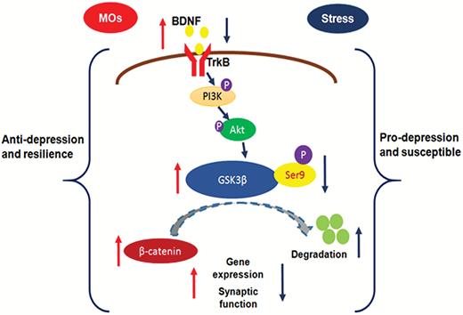 Schematic illustration of the involvement of the brain-derived neurotrophic factor (BDNF)-glycogen synthase kinase-3β (GSK-3β)-β-catenin pathway in the antidepressant-like effects of Morinda officinalis oligosaccharides (MOs) and resilience to stress. Chronic stress decreases the expression of BDNF, p-Ser9-GSK-3β, and β-catenin. GSK-3β is regulated by BDNF through phosphoinositide-3 kinase (PI3K)/AKT signaling. An increase in GSK3β activity reduces the stability of β-catenin and leads to β-catenin degradation through ubiquitination. A decrease in GSK3β activity increases β-catenin and promotes gene expression and synaptic function. The MOs rescue the stress-induced changes in the BDNF-GSK-3β-β-catenin pathway and promote gene expression and synaptic function. These molecular changes may underlie the antidepressant-like effects of MOs and resilience to stress.
