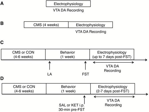 Experimental timeline. (A) In vivo extracellular ventral tegmental area (VTA) dopamine (DA) recordings were performed in both sexes under baseline (i.e., unstressed and experimentally naïve) conditions. (B) VTA DA recordings were conducted in a separate cohort of animals of both sexes following 4 weeks of chronic mild stress (CMS) exposure. (C) Male and female rats were exposed to 4 to 6 weeks of CMS or standard (CON) housing conditions prior to being tested for spontaneous locomotor activity and in the forced swim test (FST), which constitutes an acute uncontrollable stressor. VTA DA neuron recordings were conducted within 7 days post-FST. (D) A separate cohort of rats underwent 4 to 6 weeks of CMS or CON and received an i.p. injection of ketamine (KET, 10 mg/kg) or vehicle (SAL, 1 mg/kg) 30 minutes prior to the FST. VTA DA neuron recordings were conducted 2 to 7 days post-FST to identify long-lasting effects of KET on the VTA DA system. All VTA recordings were conducted using an acute prep in chloral hydrate anesthetized rats. Each experiment (A, B, C, D) represents separate cohorts. LA, locomotor activity.