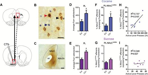 Cued reinstatement of cocaine seeking is associated with recruitment of prelimbic cortex (PL)-contralateral nucleus accumbens core (NAcCcontra) projections. (A) Rats received unilateral injections of the retrograde tracer cholera toxin B into NAcC, and CTb and Fos were examined in contralateral PL following cued reinstatement testing, thus identifying activation of those PL cells that project to NAcCcontra. (B) Representative image of CTb-only (black arrow), Fos-only (blue), and CTb+Fos (red) labeled neurons in PL. Scale bar=50 µm. (C) Representative image showing CTb deposit in NAcC. Scale bar=200 µm. (D) Cued reinstatement of cocaine seeking was associated with a significant increase in Fos+ neurons in PL relative to extinction levels. (E) Similar to cocaine, cued reinstatement of sucrose seeking was associated with a significant increase in Fos+ neurons in PL. (F) Cued cocaine seeking was also associated with an increase in the %NAcCcontra-projecting PL neurons that were also Fos+ compared with extinction levels. (G) Cued sucrose seeking was not associated with a significant increase in the %NAcCcontra-projecting PL neurons that were also Fos+ compared with extinction levels. (H) In cocaine rats, activation of the PL-NAcCcontra pathway correlated with the magnitude of reinstatement behavior. (I) Fos expression in the PL-NAcCcontra pathway did not correlate with sucrose reinstatement behavior. n=7 rats for all groups. *P<.05. Error bars indicate SEM.