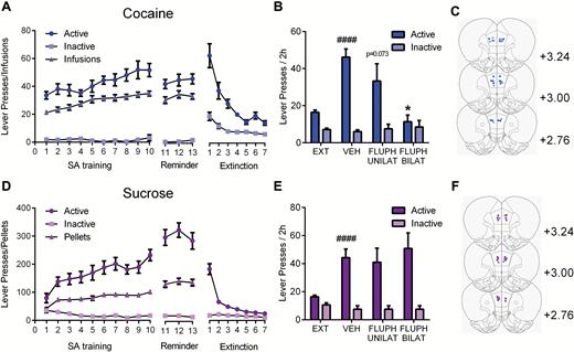 Blockade of dopamine signaling in prelimbic cortex (PL) attenuates cued cocaine but not sucrose seeking. (A) Rats were trained to self-administer cocaine over 10 days and then underwent surgery to implant guide cannulae above PL. Following 3 post-surgery reminder self-administration sessions, lever pressing was extinguished over at least 7 days. Data represent behavioral data averaged across all treatment groups (n=19). (B) EXT depicts the average number of active and inactive lever responses made over the final 3 extinction sessions across all animals (n=19). Following vehicle microinfusions into PL (VEH), rats showed a robust reinstatement of active lever responding for drug-associated stimuli. Reinstatement was not significantly affected by unilateral intra-PL infusions of the D1/D2 antagonist fluphenazine (FLUPH UNILAT; n=11), whereas bilateral intra-PL infusions of fluphenazine (FLUPH BILAT; n=8) completely blocked reinstatement. (C) Placements of microinjectors in PL for cocaine rats. Dark blue: bilateral infusions; light blue: unilateral infusions. (D) Rats were trained to lever press for sucrose pellets, given reminder self-administration sessions and then underwent extinction training in a similar manner to cocaine rats. Data represent behavioral data averaged across all treatment groups (n=16). (E) EXT depicts the average number of active and inactive lever responses made over the final 3 days of training for extinction of sucrose self-administration. Following vehicle microinfusions into PL, rats showed robust reinstatement of active lever responding in response to sucrose-associated stimuli. Neither unilateral (n=9) nor bilateral (n=7) intra-PL fluphenazine treatment affected reinstatement behavior. (F) Placements of microinjectors in PL for sucrose rats. Dark purple: bilateral infusions; light purple: unilateral infusions. ####P<.0001 vs extinction. *P<.05 vs vehicle. Error bars indicate SEM.