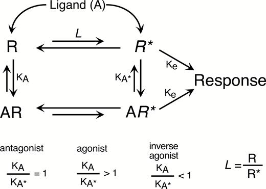 Two-state model of receptor function. In this model, receptors in a population exist in equilibrium between an inactive conformation (R) and an active conformation (R*). The proportion of receptors in the active conformation is defined by an allosteric transition constant (L), which is based on the number and strength on intramolecular stabilizing contacts and thus is dependent on the receptor protein structure. The magnitude of response is dependent on the quantity of active receptors, and the efficiency of receptor-effector coupling (Ke). Ligands (A) have affinity for both R (1/KA) and R* (1/KA*). Depending on the relative affinities for R vs R*, a ligand can act as an agonist, and inverse agonist or an antagonist. Ligands with higher affinity for R* than R (KA/KA*>1) will enrich the population of active receptors (and deplete the population of inactive receptors), leading to increased response, thereby acting as agonists. Conversely, a ligand with higher affinity for R over R* will enrich the population of receptors in the inactive conformation, depleting the population of active conformation receptors and thereby reducing the ongoing response acting as inverse agonists. The efficacy of agonists and inverse agonists is dependent on how far removed the KA/KA* ratio is from unity. Ligands with equal affinity for R and R* will not alter the quantity of active receptors and thus not change the ongoing level of responsiveness. However, the presence of an antagonist that can occupy the receptor population will reduce the likelihood of receptor occupancy by other ligands.