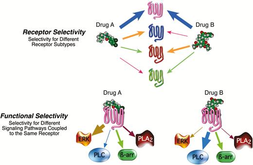 Drug selectivity. (Top) Receptor selectivity is based on differential affinity for different receptor subtypes. Affinity of drugs A and B is reflected by the thickness of the arrows. As shown, drugs A and B have high affinity for the magenta colored receptor and low affinity for the green colored receptor. (Bottom) Functional selectivity is based on differential efficacy of a drug to regulate the activity of various signaling pathways coupled to a single receptor subtype. Signaling selectivity is illustrated as thickness of the arrows between the drug-activated receptor and the cellular signaling pathway. As shown, the selectivity profile for drug A is ERK>ß-arrestin>PLA2>PLC, whereas that for drug B is PLC>ß-arrestin>PLA2>ERK. If PLC signaling led to a therapeutic benefit and/or ERK signaling led to an adverse effect, drug B would be the preferred drug. Abbreviations: ß-arr, ß-arrestin; ERK, extracellular signal-regulated kinase; PLA2, phospholipase A2; PLC, phospholipase C.