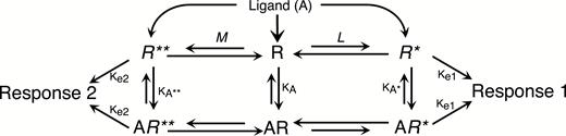 Three-state model of receptor function. The simplest multi-active state model of receptor function is the 3-state model, where receptors in a population can adopt either an inactive conformation (R), or 1 of 2 active conformation (R* and R**). As in the 2-state model described in Figure 2, the active receptor conformations, R* and R** are in equilibrium with the inactive conformation (R), as defined by the allosteric transition constants, L and M. The magnitude of response is dependent on the quantity of receptors in an active conformation and the efficiency of receptor-effector coupling (Ke). Thus, the magnitude of constitutive activity can differ for Response 1 vs Response 2, either because L and M are different or Ke1 and Ke2 differ, or both. Ligands have affinity for all 3 receptor conformational states (KA, KA*, and KA**), and ligand efficacy is dependent on the differential affinity values for the 3 conformations. With this model, it is possible that a ligand with disproportionately high affinity for R* vs R and R** could act as a strong agonist for Response 1 (due to enrichment of the R* population), however act as an inverse agonist for Response 2 due to depletion of R**. Thus the same ligand could be simultaneously both an agonist and an inverse agonist, acting via the same receptor. It is important to keep in mind that this model is a pronounced oversimplification on many levels. It is likely that receptors can adopt many more than 3 conformations. Moreover, although this model depicts Response 1 being controlled by R* and Response 2 controlled by R**, it is certainly possible that each active conformation could regulate both responses with different Ke (e.g., Ke1a and Ke1b) values. Also, the model as presented shows that for R* to transition to the R** conformation, it must first become R. This need not happen as it is possible that R* could directly transition to R**. Although likely oversimplified (e.g., Ke associated with R*(*) need not equal Ke associated with AR*(*)), this model was able to account for the behavior of 5-HT2C agonists to differentially regulate PLC and PLA2 signaling (Berg et al., 1998).
