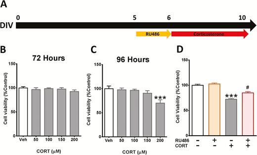Corticosterone (CORT)-induced cytotoxicity in cortical cells is mediated by the glucocorticoid receptor (GR). (A) Schematic representing the experiment timeline. (B–C) Cortical cells were treated with various concentrations of CORT for 72 and 96 hours. (D) Cortical cells were pretreated with 50 nM of RU486 for 24 hours and then treated with 200 µM CORT for 96 hours. Cell viability was measured by 3-(4,5-Dimethyl-2-thiazolyl)-2,5-diphenyl-2H-tetrazolium bromide (MTT) assay. Results are expressed as the mean ± SEM of 3 independent experiments performed in triplicate (***P < .001 vs vehicle groups; #P < .05 vs CORT groups).