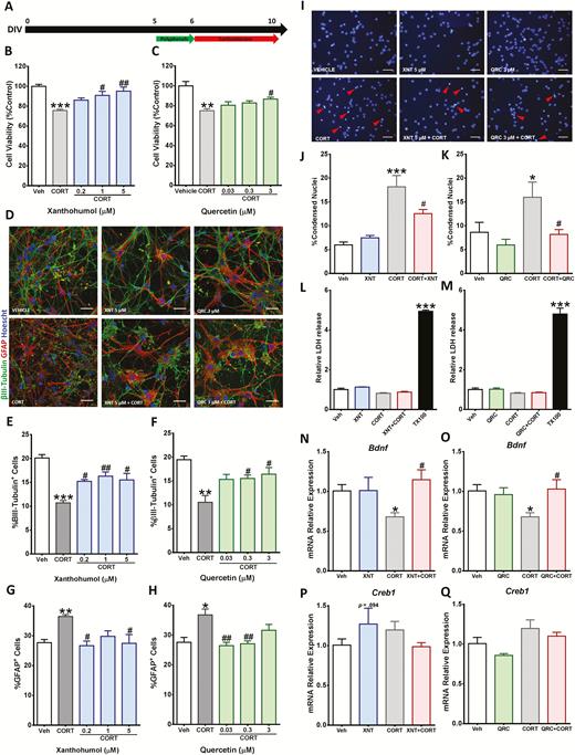 Xanthohumol and quercetin prevented corticosterone (CORT)-induced changes in cortical cells. (A) Schematic representing the experiment timeline. (B–C) Cortical cells were pretreated with the indicated concentrations of xanthohumol and quercetin for 24 hours and then treated with 200 µM CORT for 96 hours. Cell viability was measured by 3-(4,5-Dimethyl-2-thiazolyl)-2,5-diphenyl-2H-tetrazolium bromide (MTT) assay. (D–H) Quantitative analysis of neurons and astrocytes was performed by immunostaining of βIII-tubulin+ and GFAP+ cells. Scale bar = 50 µm. (I–K) Cortical cells were pretreated with 5 µM xanthohumol or 3 µM quercetin for 24 hours and then exposed for 96 hours to 200 µM CORT. Morphological changes of the nuclei were determined by Hoechst 33258 staining. Scale bar = 50 µm. Red arrows indicate representative condensed nuclei. (L–M) Lactate dehydrogenase (LDH) activity was measured in cell culture media after polyphenol and CORT treatment. (N–Q) The gene expression was quantitatively measured using real time reverse transcription polymerase chain reaction (RT-PCR) for Bdnf and Creb1 mRNA relative expression. Results are expressed as the mean ± SEM of 3 independent experiments performed in triplicate (*P < .05; **P < .01; ***P < .001 vs vehicle groups; #P < .05; ##P < .01 vs CORT groups).