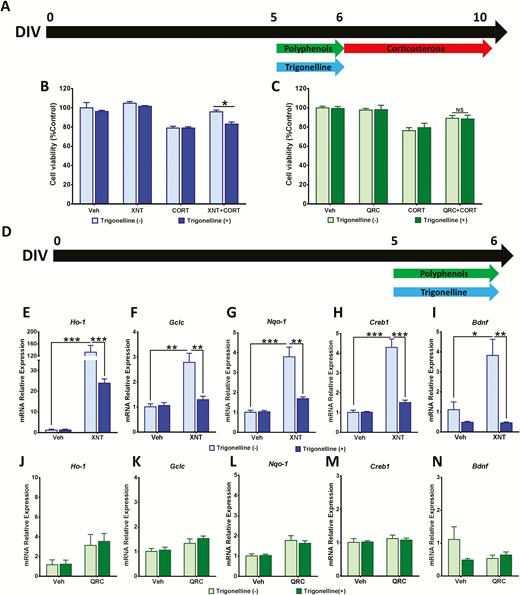 Xanthohumol neuroprotection is mediated by the Nrf2 pathway. (A–C) Cortical cells were co-treated with 5 µM trigonelline and polyphenols (5 µM xanthohumol or 3 µM quercetin) for 24 hours before 96-hour exposure to 200 µM corticosterone (CORT). Cell viability was detected by 3-(4,5-Dimethyl-2-thiazolyl)-2,5-diphenyl-2H-tetrazolium bromide (MTT) assay. (D) Cortical cells were co-treated with 5 µM trigonelline and 5 µM xanthohumol or 3 µM quercetin for 24 hours. Relative expression of Nrf2-activated genes (Ho-1, Nqo-1, and Gclc), Creb1, and Bdnf induced by (E–I) xanthohumol and (J–N) quercetin was determined through real time reverse transcription polymerase chain reaction (RT-PCR). Data were expressed as the mean ± SEM of 3 independent experiments performed in triplicate (***P < .001; **P < .01; ***P < .001). Gclc glutamate—cysteine ligase catalytic subunit; Ho-1, heme oxygenase 1; Nqo-1, NAD(P)H dehydrogenase (quinone 1).