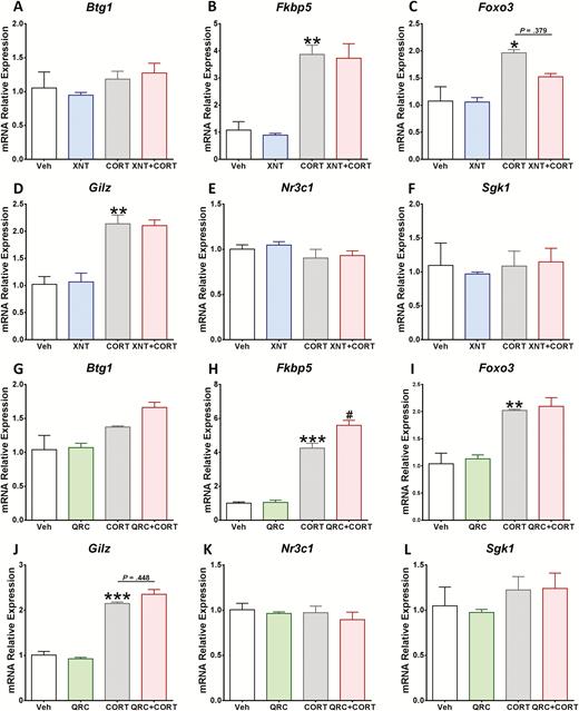 Quercetin enhanced the expression of FK506 binding protein 5 (Fkbp5) after corticosterone (CORT) treatment in cortical cells. After 24-hour exposure to (A–F) 5 µM xanthohumol or (G–L) 3 µM quercetin, cortical cells were treated for 96 hours with 200 µM CORT. The gene expression of Btg1, Fkbp5, Foxo3, Gilz, Nr3c1, and Sgk1 was quantitatively measured using real time reverse transcription polymerase chain reaction (RT-PCR). Results are expressed as the mean ± SEM of 3 independent experiments performed in triplicate (***P < .001; **P < .01; *P < .05 vs vehicle groups; #P < .05 vs CORT groups). Btg1, B-cell translocation gene 1; Foxo3, forkhead box O3; Gilz, glucocorticoid-induced leucine zipper; Nr3c1, nuclear receptor subfamily 3 group C member 1; Sgk1, serum and glucocorticoid-regulated kinase 1.
