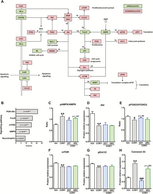Impact of xanthohumol and quercetin on corticosterone (CORT)-induced changes in Akt/mTOR, AMPK, and Erk1/2 signaling pathways. (A) Schematic interaction map of proteins altered by CORT; upregulated expression of proteins is shown in green and downregulated proteins are highlighted in red. Cortical cells were treated with 200 µM CORT for 96 hours. The relative expression of proteins involved in proliferation, cell growth and apoptosis was determined using the reverse-phase protein array (RPPA) approach. (B) Kyoto encyclopedia of genes and genomes (KEGG) signaling pathways affected by CORT were detected using the functional annotation tool DAVID 6.8. (C–H) After 24-hour exposure to 5 µM xanthohumol or 3 µM quercetin, cortical cells were treated for 96 hours with 200 µM CORT. The levels of protein expression of AMP-activated protein kinase (AMPK), protein kinase B (Akt), forkhead box O3 (FOXO3), mammalian target of rapamycin (mTOR), extracellular signal regulated kinase 1/2 (Erk1/2), and connexin 43 were quantitatively measured using RPPA and provided by MD Anderson. Results are expressed as the mean ± SEM of 3 independent experiments (***P < .001; **P < .01; *P < .05 vs vehicle groups; ###P < .001; #P < .05 vs CORT groups).