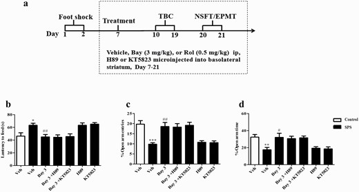 Microinjection of PKA or PKG inhibitor (H89 or KT5823) into basolateral striatum did not affect anxiolytic-like effects of Bay 60-7550 (Bay) in single-prolonged stress (SPS) mice. (A) Treatment schedule and test order for mice. The effects of Bay on the latency to feed in the novelty suppressed feeding test (NSFT) (A), the percentages of open arm entries (C), and time spent in the open arms entries (D) in the elevated plus maze test were not prevented by microinjection of H89 or KT5823 into basolateral striatum. EPMT, elevated plus maze test; TBC, 2-bottle choice test. Values are mean ± SEM. *P < .05, **P < .01, ***P < .001 vs. vehicle-treated control group; #P < .05, ##P < .01, ###P < .001 vs. vehicle-treated SPS group.