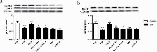 Microinjection of H89 or KT5823 into central amygdala reversed Bay 60-7550 (Bay)-induced increases in pCREB (a) and BDNF (b) levels in this brain region. Values are mean ± SEM (n = 8). **P < .01, ***P < .001 vs. vehicle-treated control group; #P < .05, ##P < .01, ###P < .001 vs. vehicle-treated single-prolonged stress (SPS) group. $P < .05, $$P < .01 vs. Bay 3-treated SPS group.