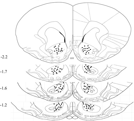 Schematic representation of injection sites. A diagram displays the locations of infusions, with numbers indicating their positions relative to bregma (mm) along the anterior-posterior axis.