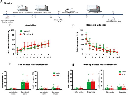 Administration of Lat A into the NACc without memory retrieval failed to alter drug-induced heroin-seeking behavior. (A) Schematic of experimental design. (B) The mean number of heroin infusion during the acquisition phase. (C) The mean number of active nosepoke during the extinction phase. (D) The mean number of active (Left column) and inactive (Right column) nosepoke during the last extinction session and cue-induced reinstatement test. (E) The mean number of active (Left column) and inactive (Right column) nosepoke during the saline priming and drug-priming reinstatement test. Control n = 8; To be Lat A/Lat A n = 8. Error bars represent SEM.