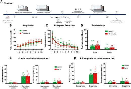 Intra-NACc Lat A administration outside the reconsolidation window does not affect heroin-seeking behavior. (A) Schematic of experimental design. (B) The mean number of heroin infusion during the acquisition phase. (C) The mean number of active nosepoke during the extinction phase. (D) The mean number of active and inactive nosepoke during the retrieval session. (E) The mean number of active (Left column) and inactive (Right column) nosepoke during the last extinction session and cue-induced reinstatement test. (F) The mean number of active (Left column) and inactive (Right column) nosepoke during the saline priming and drug-priming reinstatement test. Control n = 8; To be Lat A/Lat A n = 8. Error bars represent SEM.