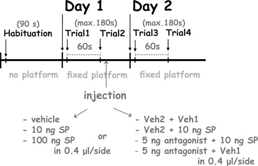 The experimental procedure of the Morris water maze test. For a detailed explanation, see the text.