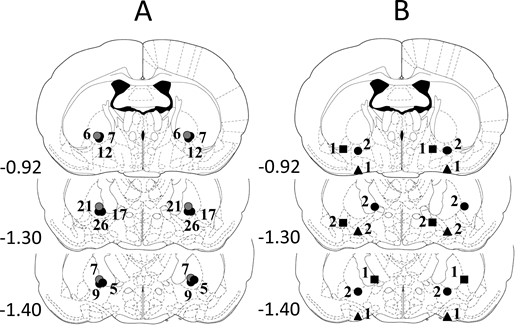 Illustration of reconstructed injection sites from the experiments. Correct bilateral injection placements are indicated as closed circles on panel A (n = 110). Incorrect injection placements are indicated on panel B (n = 14). Brain structure diagrams of coronal sections are adapted from the stereotaxic atlas of Paxinos and Watson,45 the numbers refer to the anterior-posterior distance from Bregma in mm. Identical symbols on panel B indicate coherent injection sites of bilateral injections. The numbers above symbols on panels A and B indicate the numbers of animals.
