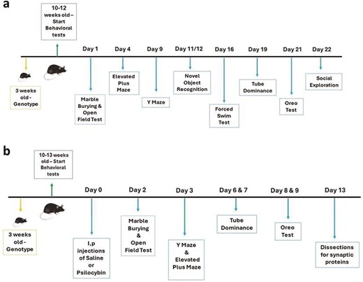 Two-panel timeline diagram illustrating experimental procedures for mice. Panel (a) shows a timeline for 3-week-old genotype mice from Day 1 to Day 22, starting with 10–12 weeks of old-start behavioral tests, followed by Marble Burying & Open Field Test on Day 1, Elevated Plus Y-Maze on Day 4, Novel Object Recognition on Day 9, Forced Swim on Days 11/12, Tube Dominance on Day 16, Oreo Test on Day 19, Social Exploration on Day 21, and ending on Day 22. Panel (b) shows a timeline for 3-week-old genotype mice treated with saline or psilocybin from Day 0 to Day 13, starting with 10–13 weeks of old-start behavioral tests, followed by I.P. injections on Day 0, Marble Burying & Open Field Test on Day 2, Y-Maze & Elevated Plus Maze on Day 3, Tube Dominance on Days 6 & 7, Oreo Test on Days 8 & 9, and dissections for synaptic proteins on Day 13.