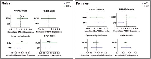 The figure shows normalized expression levels of four synaptic proteins—GAP43, PSD95, Synaptophysin, and SV2A—in WT and HOM mice, presented separately for males (left panel) and females (right panel). Each subplot displays the mean and standard error of the mean. A vertical dashed line marks the normalized reference value of 1.0. The expression levels of these proteins are shown for each genotype across the different subplots, with data points and error bars displayed for each group in both male and female subjects.