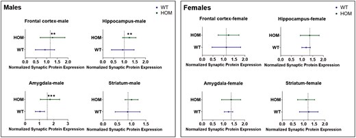 The figure presents normalized synaptic protein expression in four brain regions—frontal cortex, hippocampus, amygdala, and striatum—in WT and HOM mice, with data shown separately for males (left panel) and females (right panel). Each subplot displays group means and standard error of the mean, with a vertical dashed line indicating the normalized reference value of 1.0. Expression levels are shown for each region in both genotypes across male and female subjects, with error bars displayed for each group in each region.