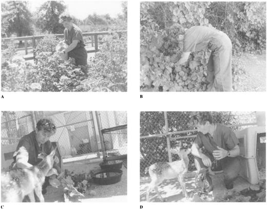 A technician gathers (A) rose petals and (B) grape leaves before checking two young fawns. (C) After a few weeks of her care, they have habituated to her and approach her to take food. (D) It is extremely rewarding to her when a fawn shows affection. These fawns are used to introduce veterinary students to handling procedures with some wild ungulates; the habituation decreases the stress for the animals. Preferred and varied foods can enhance the quality of life of many species.