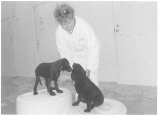 Young puppies already are learning a few commands such as sit. The up-turned buckets offer a more convenient height for the technician in working with the small puppies. Habituation and some training facilitate handling dogs in the laboratory.