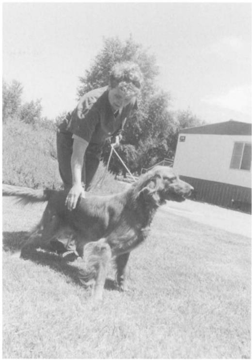 Mature dogs are maintained as blood donors. It continues to be easy to work with dogs when they are handled regularly and when technical staff and students take them for walks.