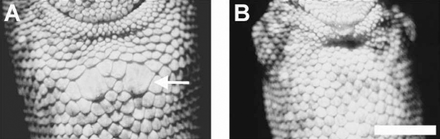 Photomicrograph of the cloacal regions of an adult (A) male and (B) female green anole, Anolis carolinensis, demonstrating the male-biased sexual dimorphism in postanal scale size (indicated by the arrow). Scale bar = 2 mm.