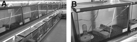 Photographs depicting (A) the overall organization of cages and (B) the arrangement of a typical cage for our laboratory colony of green anoles, Anolis carolinensis. See text for details.