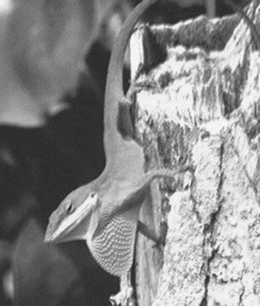 Adult male green anole, Anolis carolinensis, extending his throat fan or dewlap. Dramatic male-biased sexual dimorphism in dewlap size characterizes green anoles. Photograph courtesy of Thomas A. Jenssen.