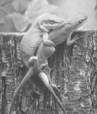 Copulating adult male and female green anole, Anolis carolinensis. The male is biting and holding onto the back of the female's neck and wrapping his tail under hers to facilitate intromission. Photograph courtesy of Thomas A. Jenssen.