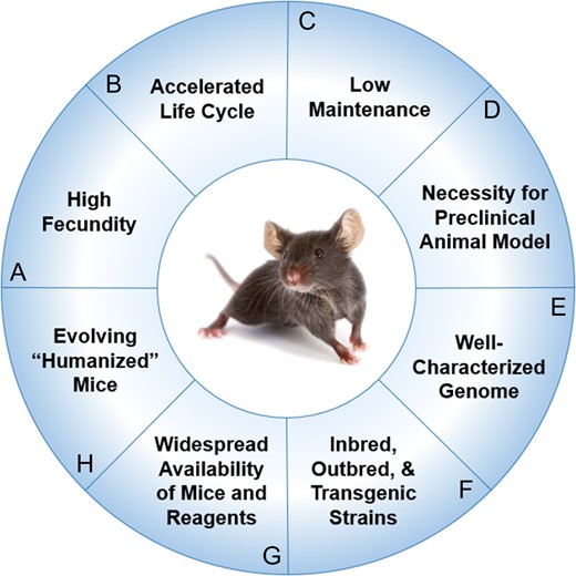 Advantages of using murine models for preclinical experiments (A) High fecundity. Mice reach sexual maturity at 6–8 weeks (Silver 1995) and females have approximately 8 pups per litter at birth (Pritchett-Corning et al. 2009). (B) Accelerated life cycle. Life expectancy of the average laboratory mouse is approximately 24 months. Correlates between the lifespans of humans and mice reveal 1 human year is equivalent to approximately 9 mice days (Dutta and Sengupta 2016). (C) Low maintenance. The mouse has a docile temperament that lends to ease of handling. Mice are also fairly low-maintenance, requiring minimal routine husbandry. (D) Necessity for preclinical animal model. Most regulatory agencies including the U.S. Food and Drug Administration (FDA) require demonstration of safety and efficacy of new therapies in preclinical animal models prior to conducting clinical trials. (E) Well-characterized genome. The entire genomic sequence of the C57BL/6 strain of Mus musculus was sequenced in the 1990s through the collaborative efforts of the Mouse Genome Sequencing Consortium (Mouse Genome Sequencing et al. 2002). (F) Inbred, outbred, and transgenic strains. Thousands of inbred, outbred, and transgenic strains have been generated. Spontaneous and induced mutations have given rise to specific strains of clinically applicable mice that can be used to study complex human disease processes like diabetes or Alzheimer’s disease and rare genetic disorders such as amyotrophic lateral sclerosis or myotonia (Julien et al. 1998; Lithner et al. 2011). (G) Widespread availability of mice and reagents. Frequently, the availability of immunological reagents for mice exceeds that for humans. (H) Evolving “humanized mice.” Researchers are engrafting human CD34+ hematopoietic cord blood stem cells into gamma-irradiated neonatal NSG mice to create “humanized” mouse models to study human disease (Pearson et al. 2008). During this process, the engrafted stem cells undergo negative selection during differentiation into T and B cells in mice, ultimately leading to a complement of mature human T and B cells that are tolerant of the mouse host.