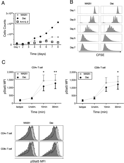 Daclizumab does not inhibit proliferation of activated T cells, but prolongs their survival, while exerting little effect on IL-2 induced STAT5 phosphorylation. (A) Activated T cells were cultured with MA251 or Daclizumab (Dac) for 8 days. Absolute counts of cells were determined by flow cytometry. (B) CFSE-stained activated T cells were cultured for 7 days. Proliferation of activated T cells with high-affinity(MA251) or intermediate-affinity(Dac) IL-2R was determined by flow cytometry. (C) Phosphorylation of STAT5 by measuring mean fluorescent intensity (MFI) at 10 and 30 minutes after exogenous IL-2 is given.