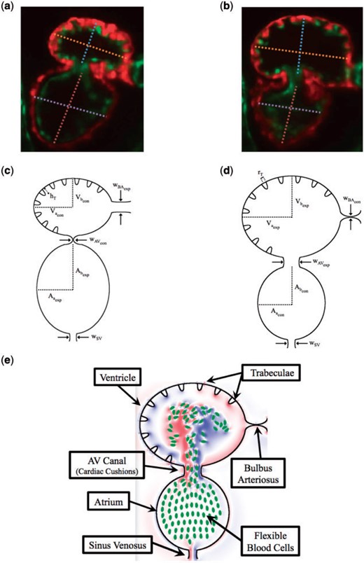 (a, b) Snapshots of an embryonic zebrafish’s ventricle at 96 hpf right using spinning disk confocal microscopy. The snapshots were taken right before its diastolic and systolic phase, respectively. The protrusions into the ventricular chamber are trabeculae. Dashed lines show the minor and major axes. Images are from Tg(cmlc2:dsRed)s879; Tg(flk1:mcherry)s843 embryos expressing fluorescent proteins that label the myocardium and endocardium, respectively (Liu et al., 2010). The red fluoresces the myocardium, while the green fluoresces the endocardium. (c, d) illustrate the computational geometry right before diastole and systole, respectively. The computational geometry, as shown in (e), includes the two chambers, the atrium (bottom chamber) and ventricle (top chamber), the atrioventricular canal connecting the chambers and the bulbus arteriosus and sinus venosus, which all have endocardial cushions, which can occlude cardiac flow, as well as flexible blood cells.