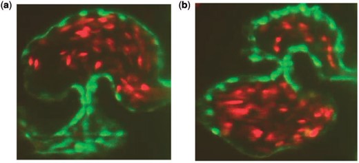 (a, b) Snapshots of an embryonic zebrafish’s ventricle at 96 hpf right using spinning disk confocal microscopy. The snapshots were taken right before systole and diastole, respectively. The protrusions into the ventricular chamber are trabeculae and blood cells are fluorescing red (Liu et al., 2010).