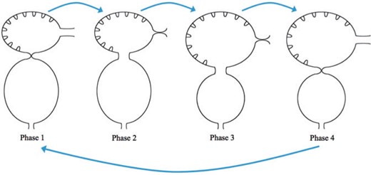 We describe four phases of each heart cycle. Note that the position at the beginning of each phase is shown. Phase 1: the ventricle rests after contraction and the atrium rests after expansion. The AV canal goes from fully occluded to $10\%$ occlusion. Phase 2: The diastolic phase when the ventricle expands while the atrium contracts. Phase 3: the ventricle rests after expansion and the atrium rests after contraction. The AV canal becomes fully occluded state. Phase 4: The systolic phase, when the ventricle contracts and the atrium expands.