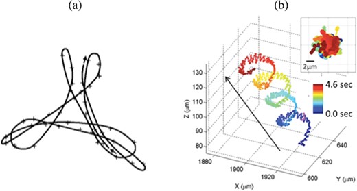 Experimental trajectories. (a) Trace of the midpiece of a mouse sperm swimming near a cover slip for a time period corresponding to 3.5 beats (approximately 0.35 seconds). (b) Trace of the head of a horse sperm for a time period of 4.6 seconds. The figures are reproduced, with permission, from Woolley (2003) and Su et al. (2013), respectively.