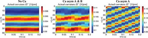 Helical wave. Actual curvature $\Omega ^{\ast }$ variations along the flagellum spatial coordinate $s$ in the time interval from $9$ to $9.2$s. Cases are: No Ca (left), Ca asym A & B (centre), and Ca asym A (right).