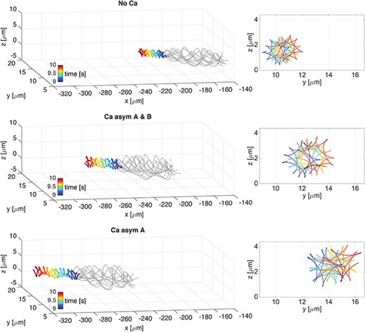 Quasi-planar wave. 3D overlap of flagellar wave (thin grey lines) and the trajectory of the first point in the direction of swimming (thick coloured line) over the time interval of 1s, from 9 to 10s, on the left. Corresponding f-curve traced by the first point on the $yz$-plane, on the right. Cases are: No Ca (top), Ca asym A & B (centre), and Ca asym A (bottom). Note that the head trace shifts upwards in z and to the right in y as time progresses.