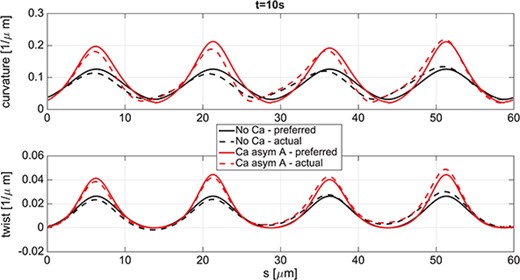 Quasi-planar wave. Comparison at $t=10$s between preferred (solid lines) and actual (dashed lines) configurations of the rod; curvature in the top panel and twist in the bottom panel for the case of No Ca (curves with smaller local maxima) and in the case of Ca asym A (curves with larger local maxima).
