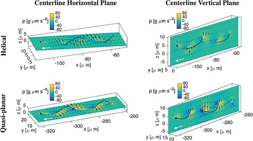 Helical vs quasi-planar waves. Fluid velocity fields (black arrows) and pressure ($p$) distributions at time $t=10$s in the flagellum horizontal (left column) or vertical (right column) centreline planes in the case of a helical wave (top row) and a quasi-planar wave (bottom row), for the Ca asym A case. A filled in sphere is used to denote the rod first point and a white arrow to denote the swimming direction.