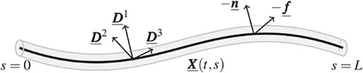Sketch of the Kirchhoff rod model for the flagellum. The rod (grey) is represented by the space curve $\underline{\boldsymbol{X}}(t,s)$ (thick black line) and an associated orthonormal triad $\{\underline{\boldsymbol{D}}^1(t,s),\underline{\boldsymbol{D}}^2(t,s),\underline{\boldsymbol{D}}^3(t,s) \}$, $s$ is the rod spatial coordinate, $L$ is the length of the unstressed rod and $t$ is the temporal coordinate. $\underline{\boldsymbol{f}}(t,s)$ and $\underline{\boldsymbol{n}}(t,s)$ are the external force and torque per unit of length applied to the rod.