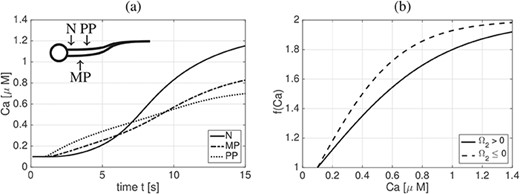 Calcium dynamics. (a) Calcium ($Ca$) concentration dynamics in time for the case of a fixed, straight rod at three different points along the sperm length $L$: N at $1\%$ of $L$, MP at $16\%$ of $L$, and PP at $24\%$ of $L$. (b) Plot of $f$, given in (2.16), as a function of calcium concentration $Ca$ depending on the sign of the preferred normal curvature $\varOmega _2$.
