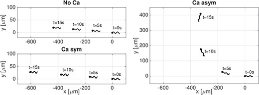 Planar wave. Sperm trajectories in time $t$ from 0 to $15$s for the case of No Ca, Ca sym, and Ca asym. A filled in circle is used to denote the first point of the flagellum in the direction of swimming.
