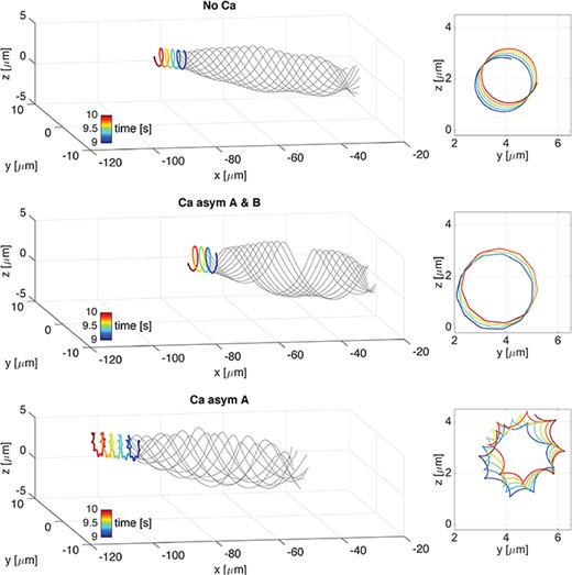 Helical wave. 3D overlap of flagellar configurations (thin grey lines) and the trajectory of the first point in the direction of swimming (thick coloured line) over the time interval of $1$s, from $9$ to $10$s, on the left. Corresponding f-curve traced by the first point on the $yz$-plane, on the right. Cases are: No Ca (top), Ca asym A & B (centre), and Ca asym A (bottom). Note that the head trace shifts upwards in z and to the right in y as time progresses.