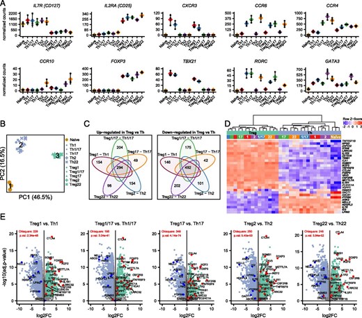 FIGURE 2. Identification of core Th and Treg cell signatures. / (A) Expression analysis of the indicated chemokine receptors and transcription factors that define the different T cell populations. Values represent batch-effect–corrected counts per million. (B) PCA of all samples run on all expressed genes. Cluster centers representing naive T cells (1), Th cells (2), and Treg cells (3) returned by k-means clustering. (C) Venn diagrams showing the overlap in genes that were significantly (adjusted p value <0.05 and absolute log2 fold-change >1) upregulated (left) or downregulated (right) when comparing Treg cells with their mirror Th counterpart as indicated. Numbers indicate genes that were up-/downregulated in all comparisons (core of the Venn diagrams), or genes that were differentially expressed in only one comparison. (D) Heatmap showing expression of 31 genes identified by Pesenacker et al. as activation-independent Treg markers in the indicated samples. Bolded genes were significantly differentially expressed in all comparisons of mirror Th and Treg populations. (E) Volcano plots showing pairwise comparisons of mirror Th and Treg cell populations. Genes identified by Pesenacker et al. (13) as higher in Treg cells are highlighted in red, those higher in Th cells in blue. The χ2 test statistic and p values indicate whether the sets of up- and downregulated identified by Pesenacker et al. (13) are differentially distributed in the indicated Treg cell versus Th cell comparison.