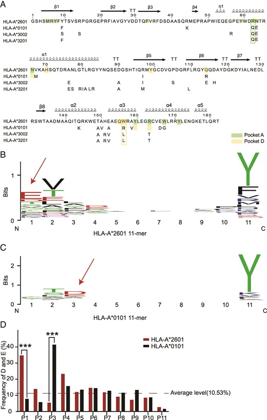 Sequence and random peptides characteristics of HLA-A*2601 and HLA-A*0101.