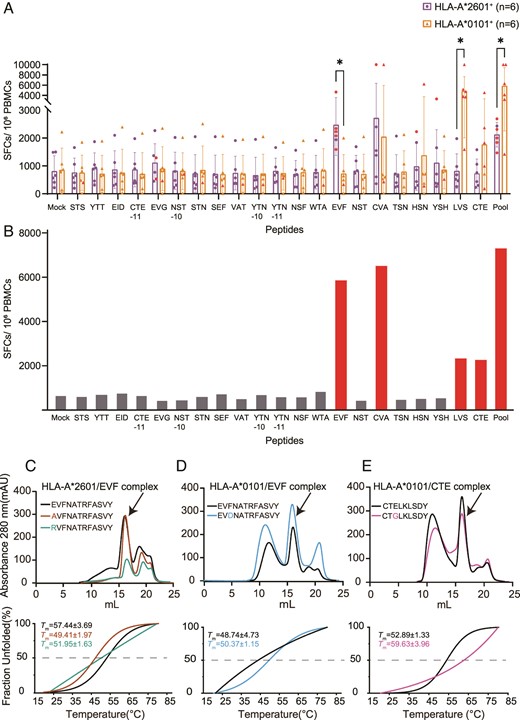 Different key residue preferences contribute to distinct T cell epitope recognitions among HLA-A*2601 and HLA-A*0101 donors.