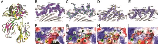 Overview structure of the HLA-A*2601 complex.